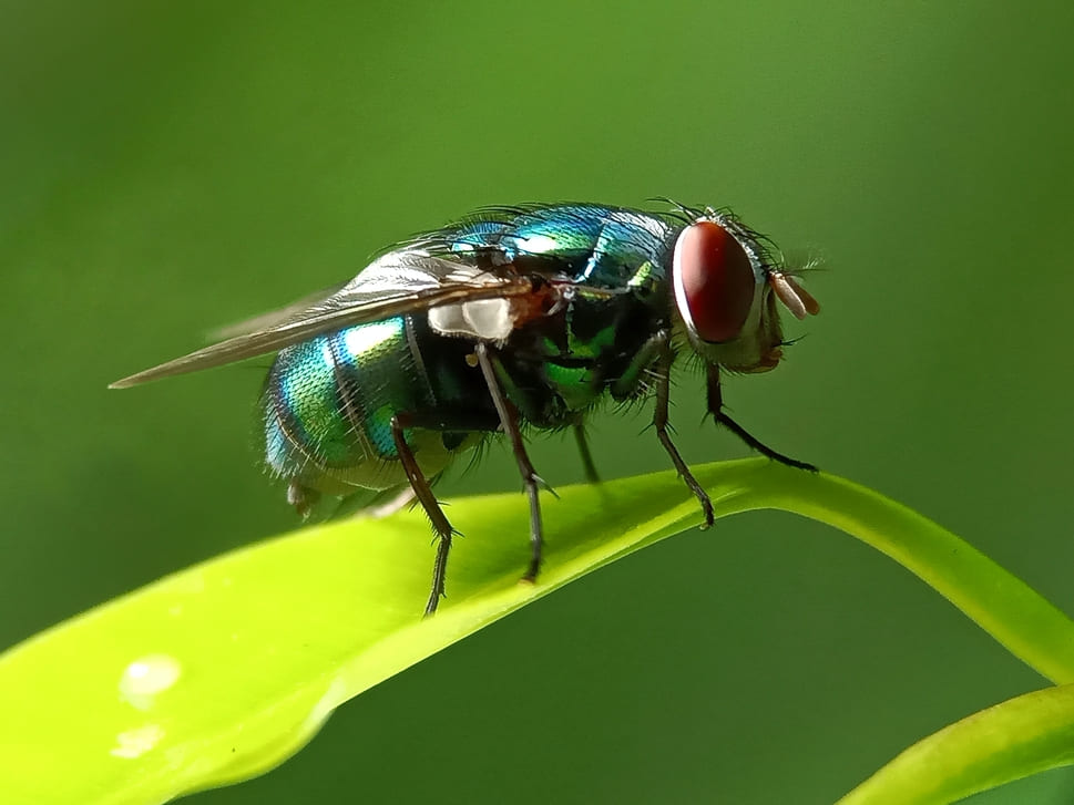 Fly on a green leaf