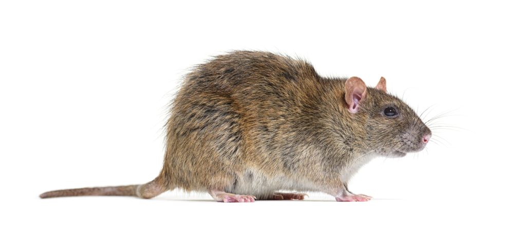 Side view of a brown rat, Rattus norvegicus, isolated