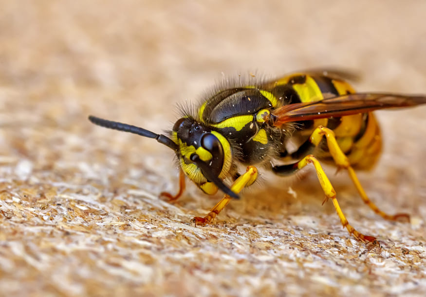 Wasp on light brown surface